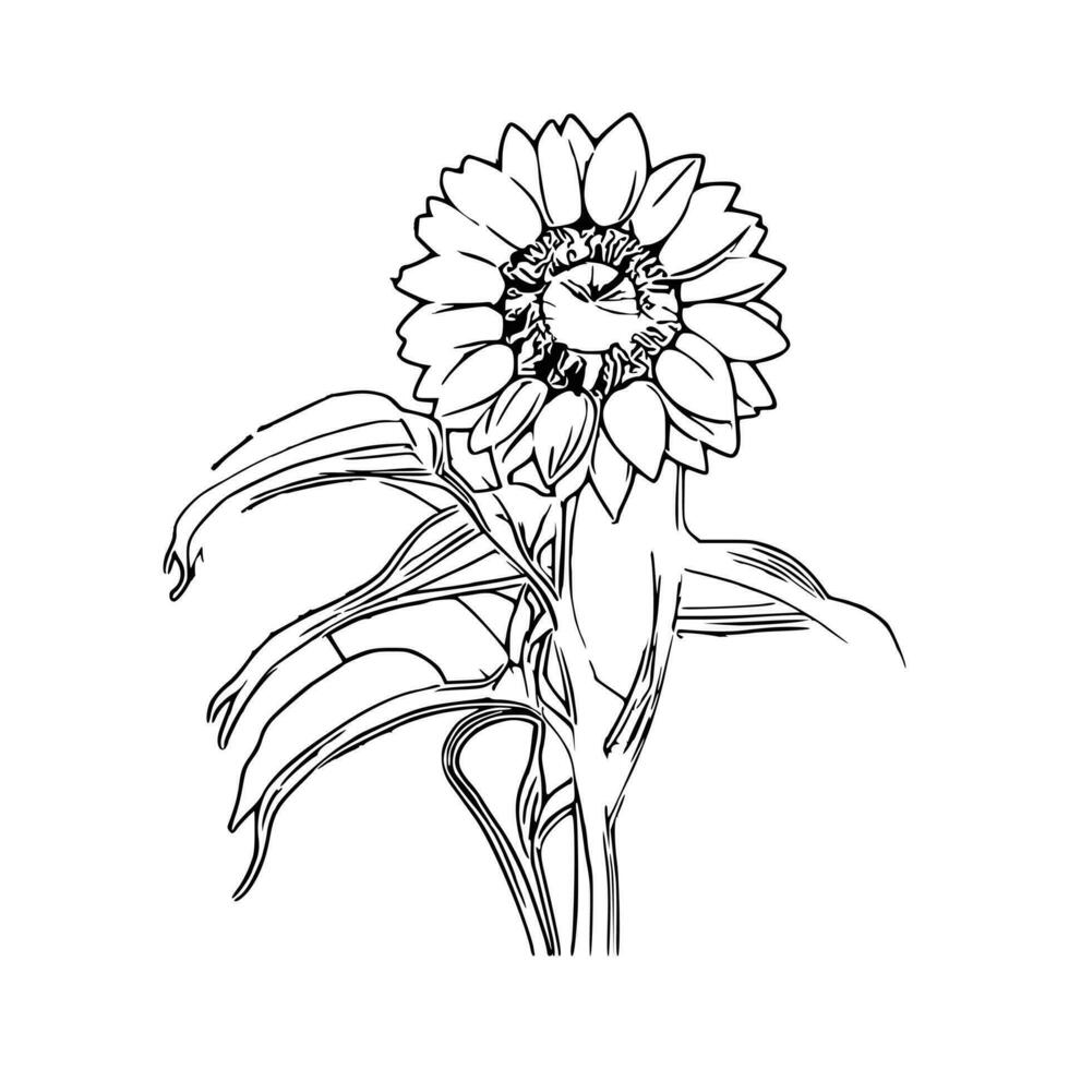 line art sunflower vector