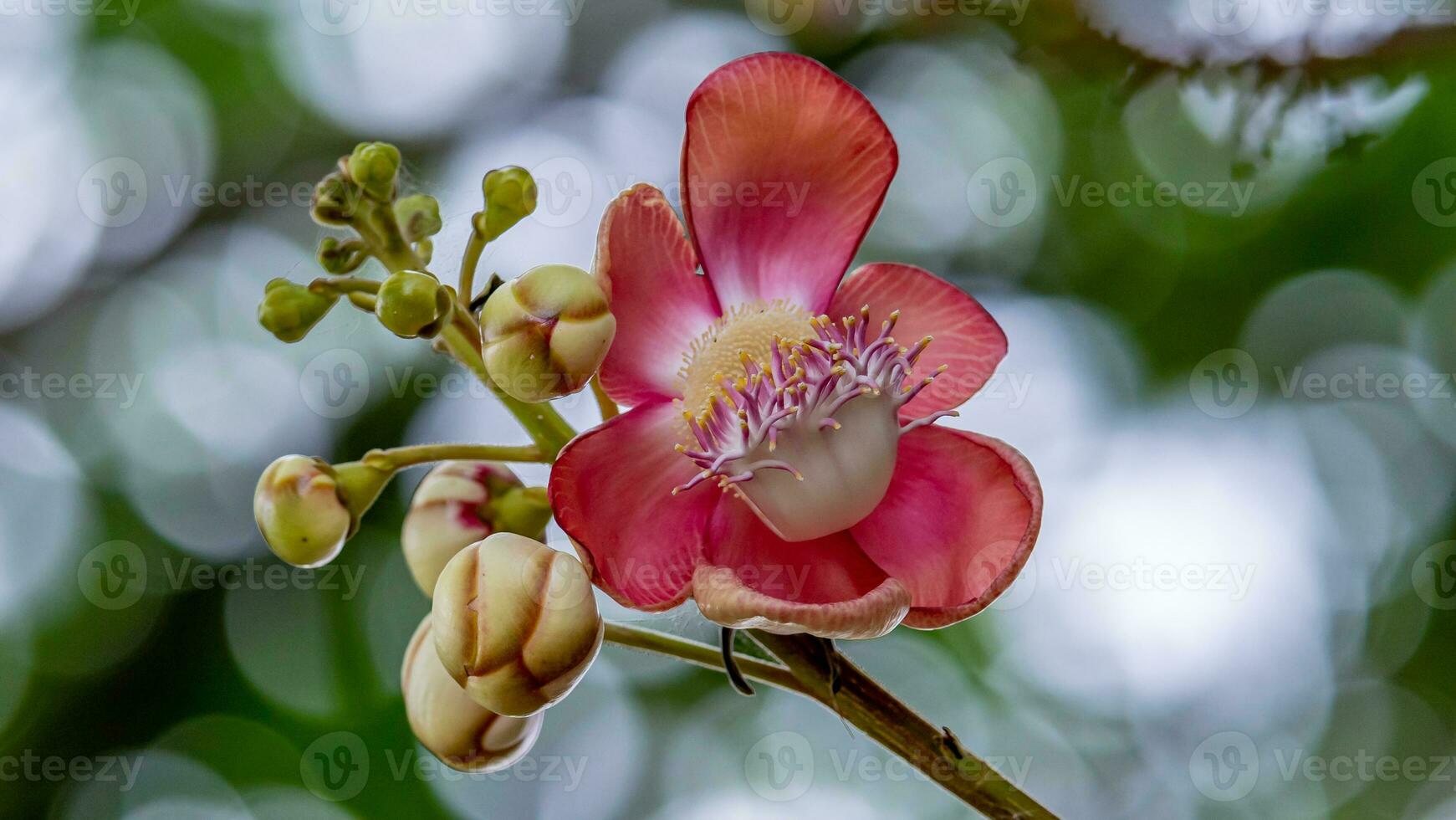 Sal, Shal, Sakhuwan, Sal Tree, Sal of India, Religiosa blooming in the garden bokeh background photo