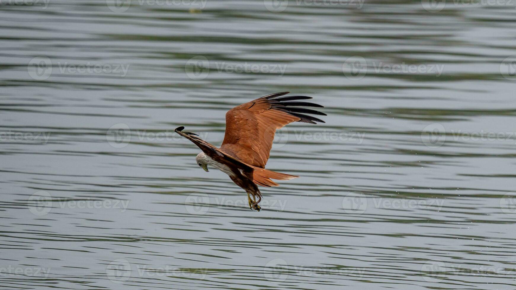 Brahminy Kite flying in the sky in nature of Thailand photo