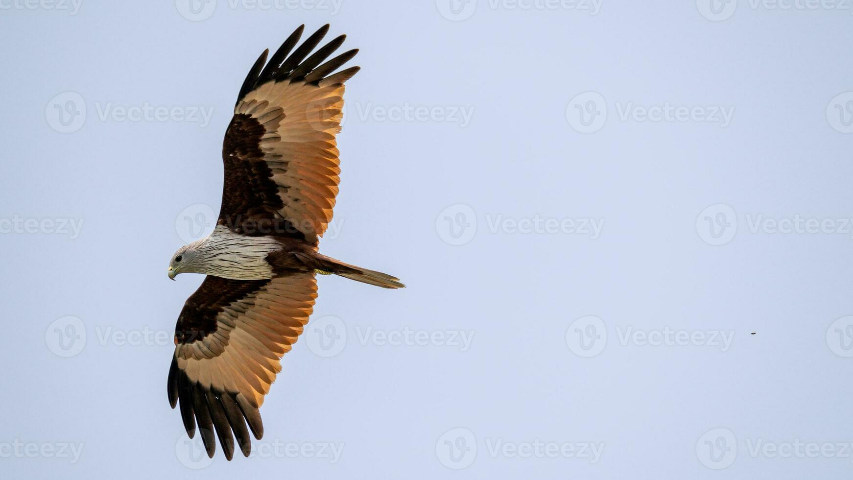 Brahminy Kite flying in the sky in nature of Thailand photo