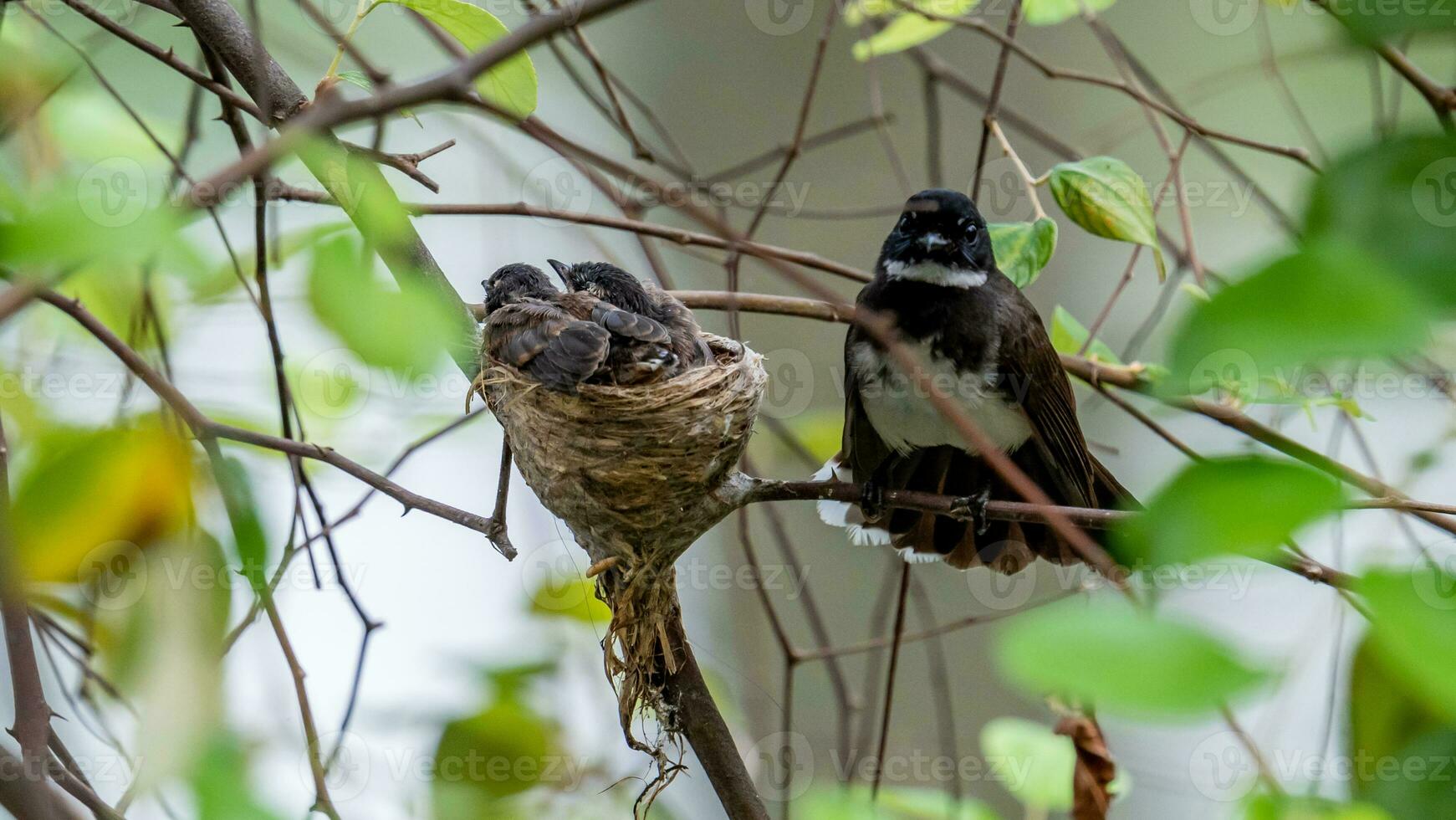 A mother bird of Sunda pied fantail is perching on a tree branch and looking on its babies. photo