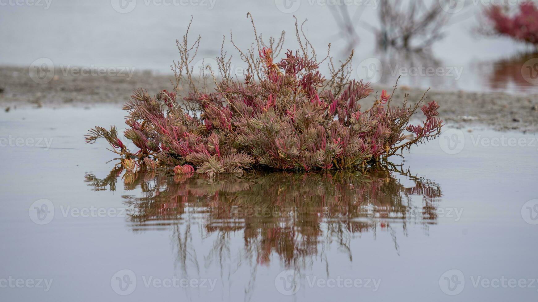 Sueda maritima in the salt field. photo