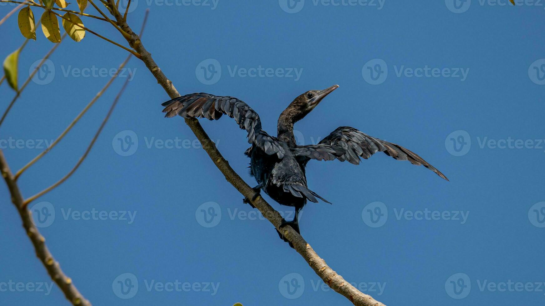 Little cormorant, Javanese cormorant perched on tree photo