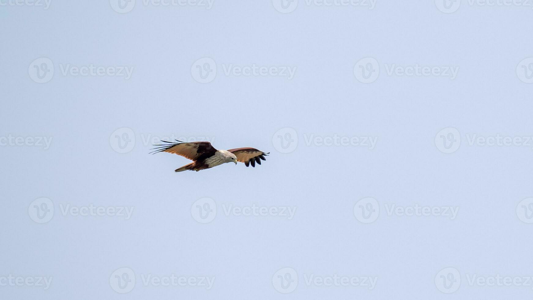 Brahminy Kite flying in the sky in nature of Thailand photo