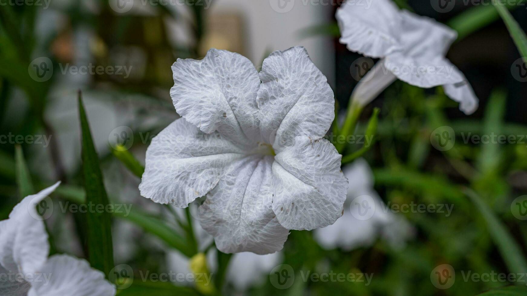 Ruellia tuberosa blooming in the garden photo