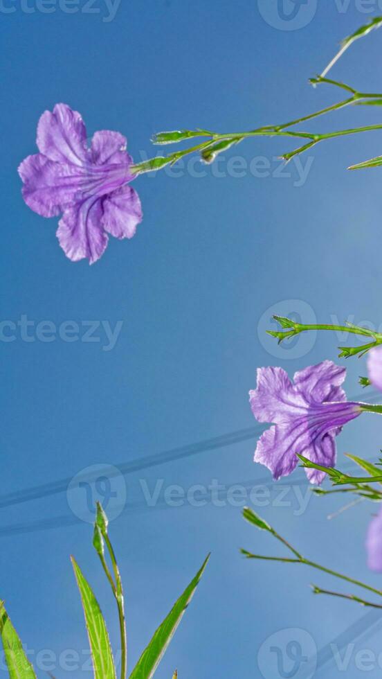 Ruellia tuberosa blooming in the garden photo