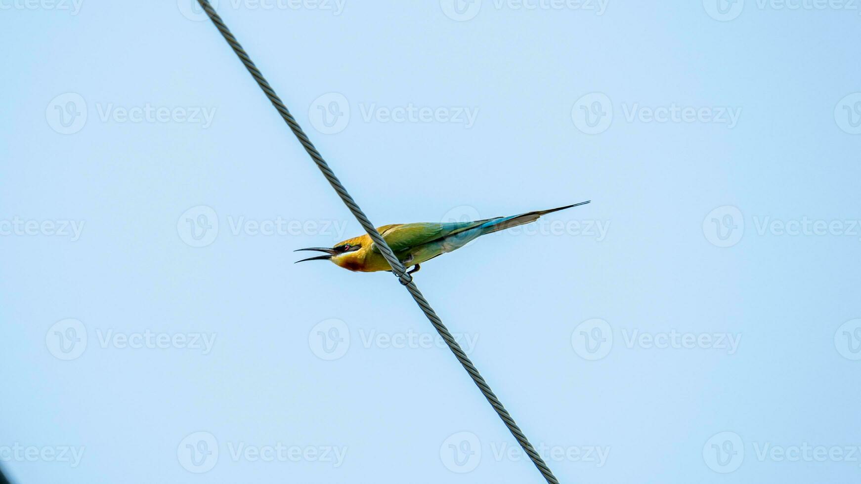 Blue-tailed Bee-eater perched on wire photo