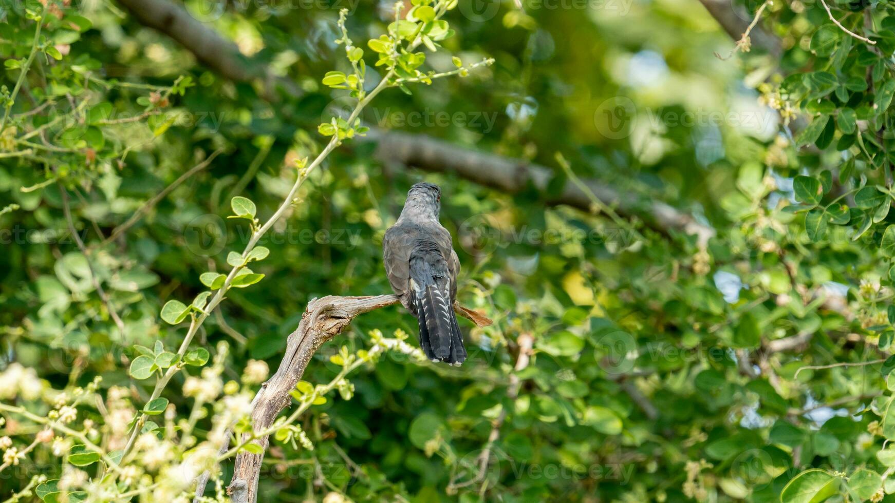 Plaintive Cuckoo perched on tree photo