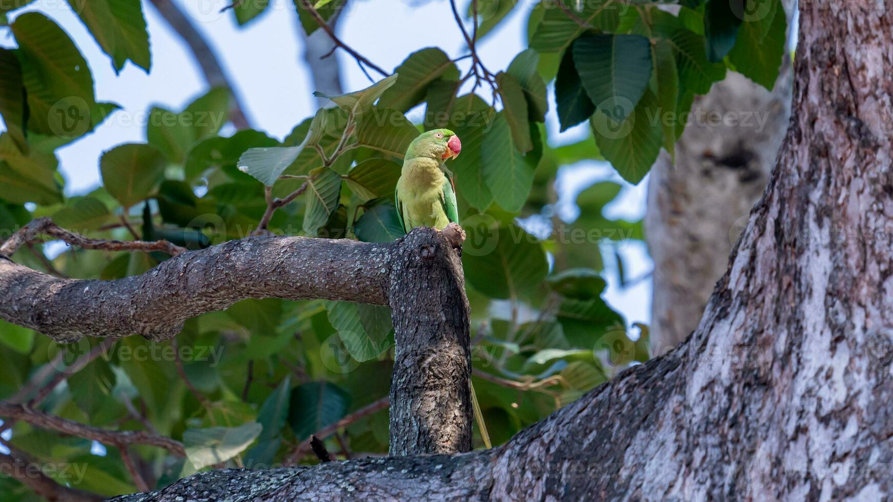 Alexandrine parakeet, Alexandrine parrot perched on tree photo