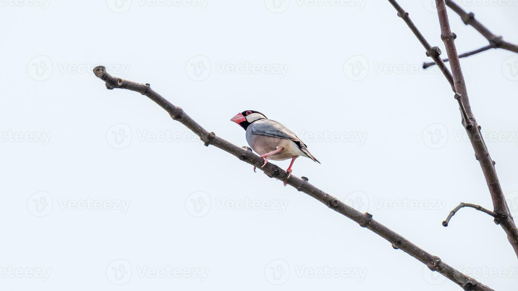 Java sparrow, Java finch perched on tree photo