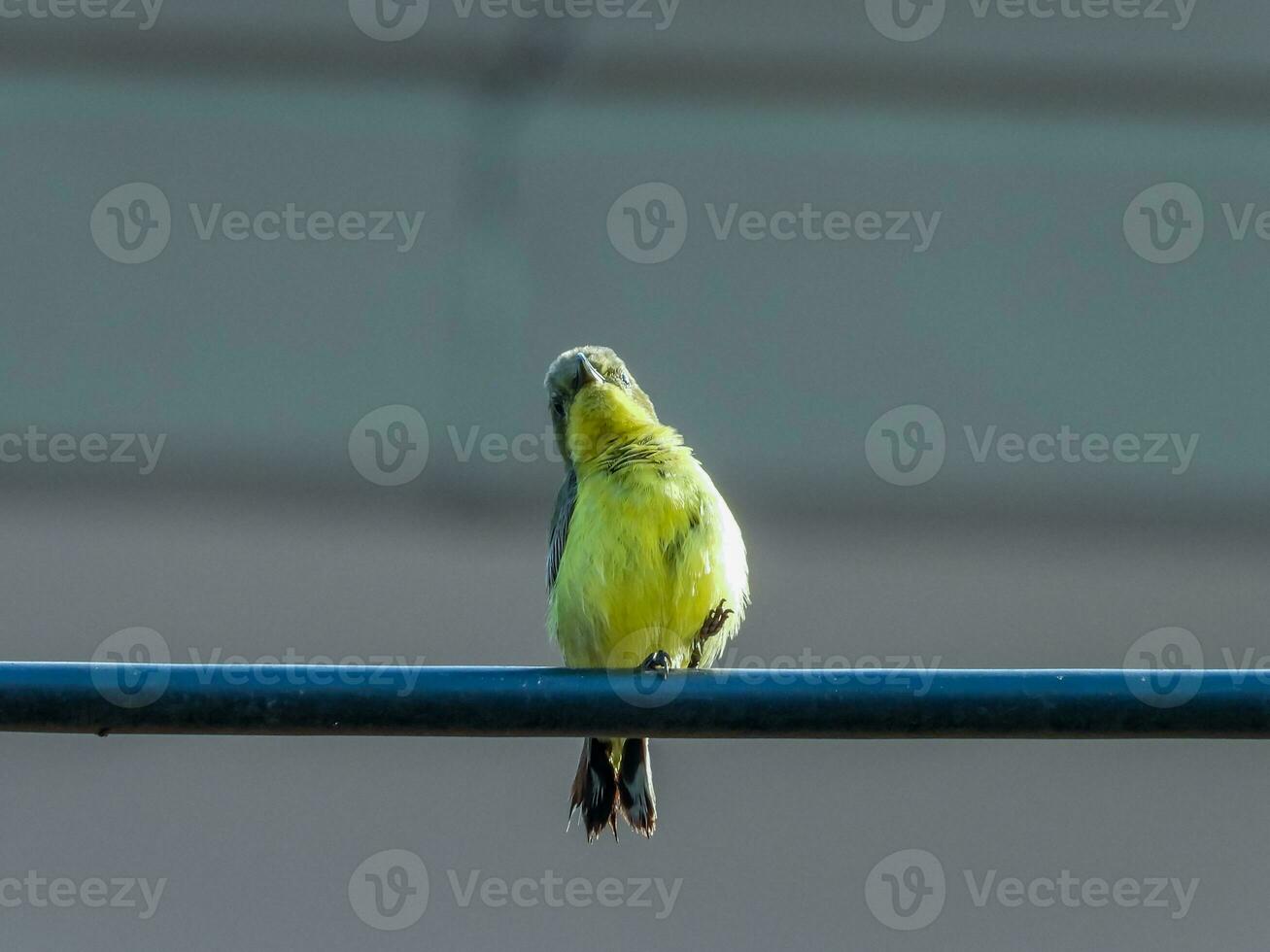 Olive-backed Sunbird perched on wire photo