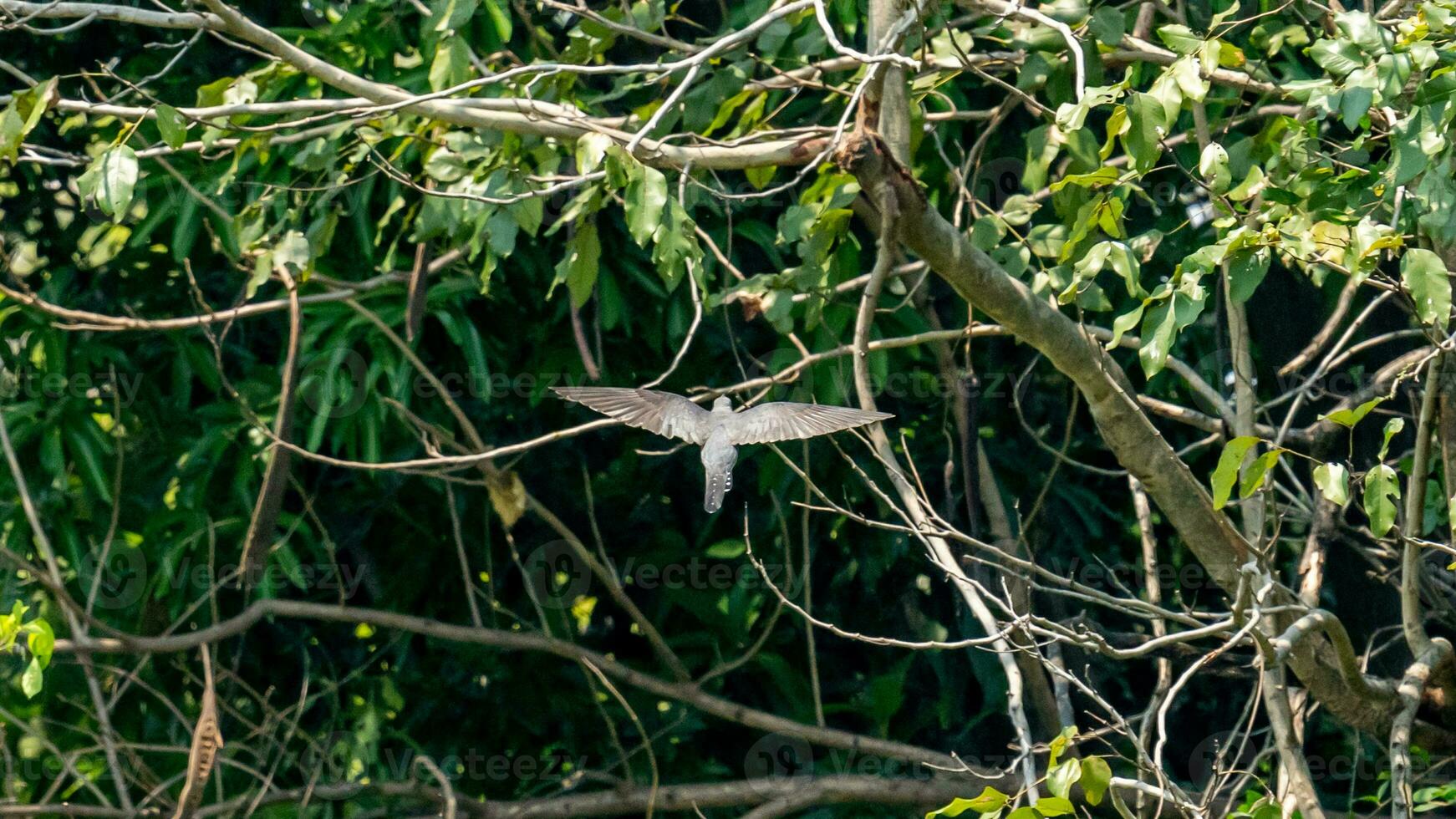 Himalayan cuckoo flying in the garden photo