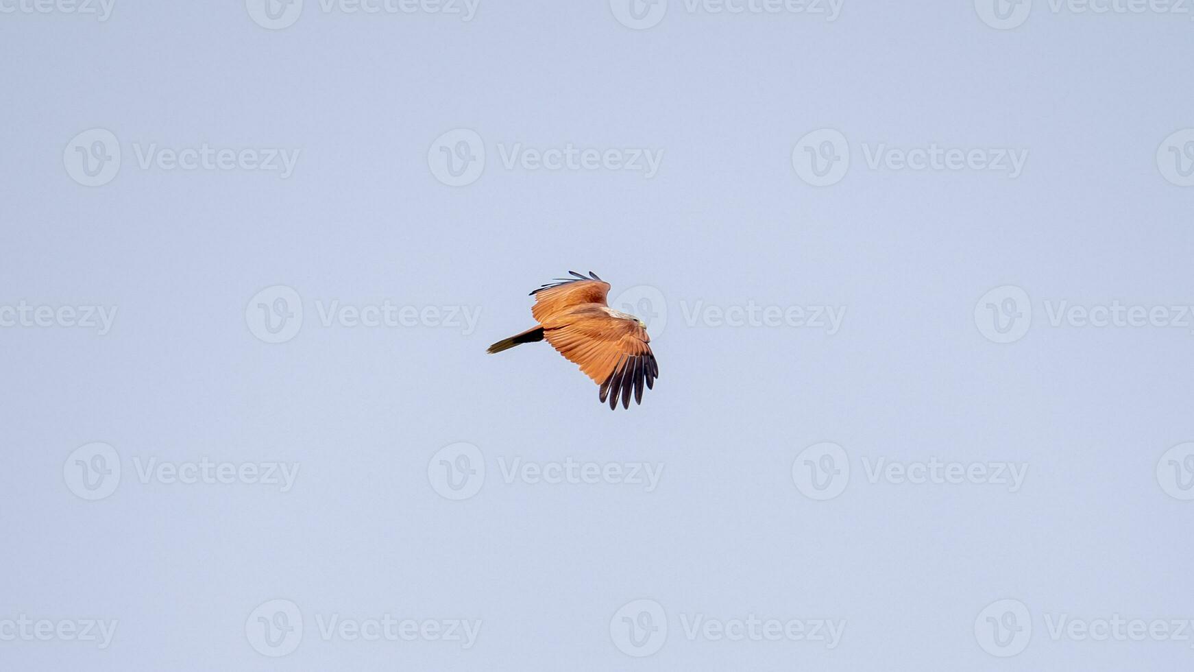 Brahminy Kite flying in the sky in nature of Thailand photo