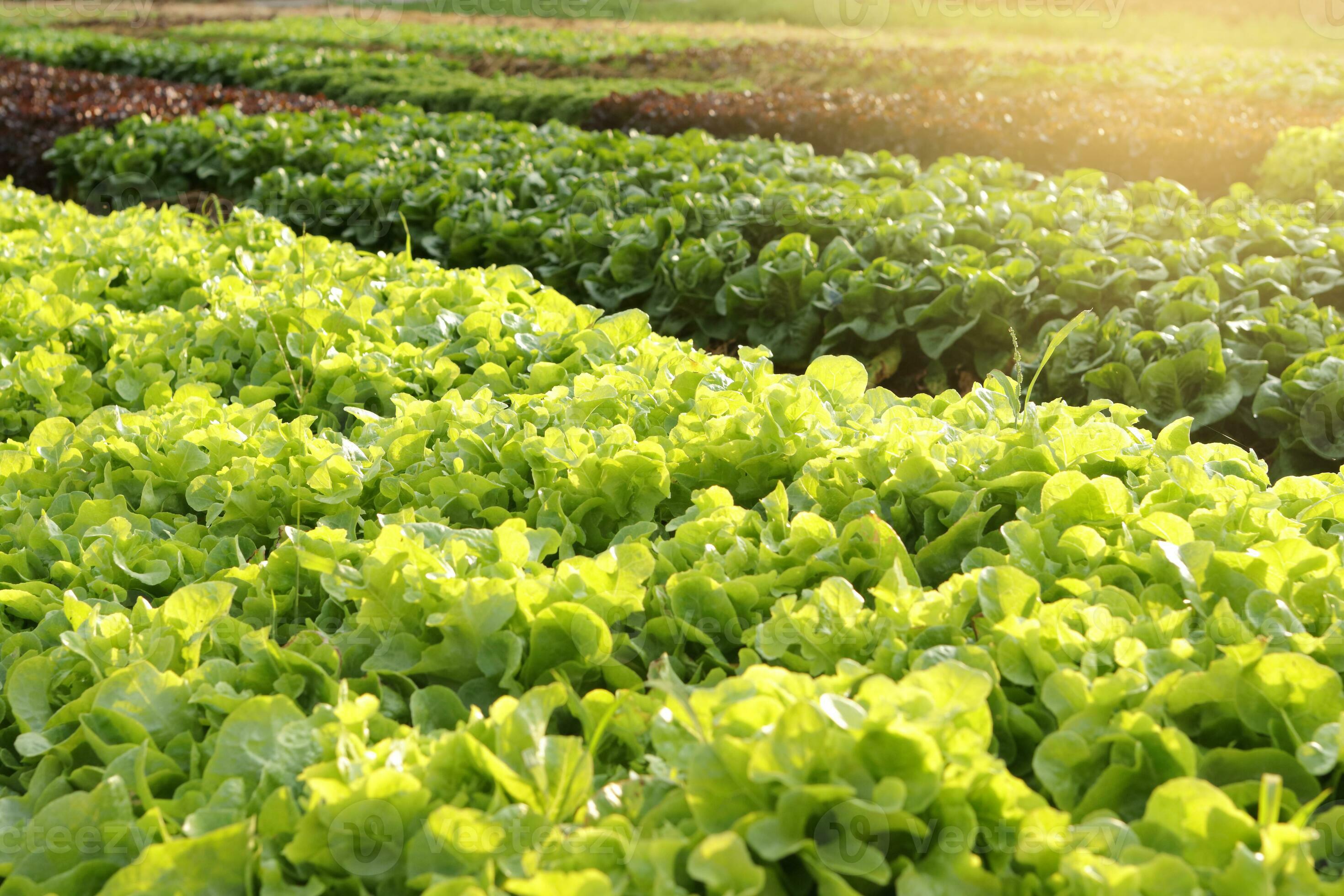 Organic and nontoxic vegetable growing on soil. Vegetable salad farm