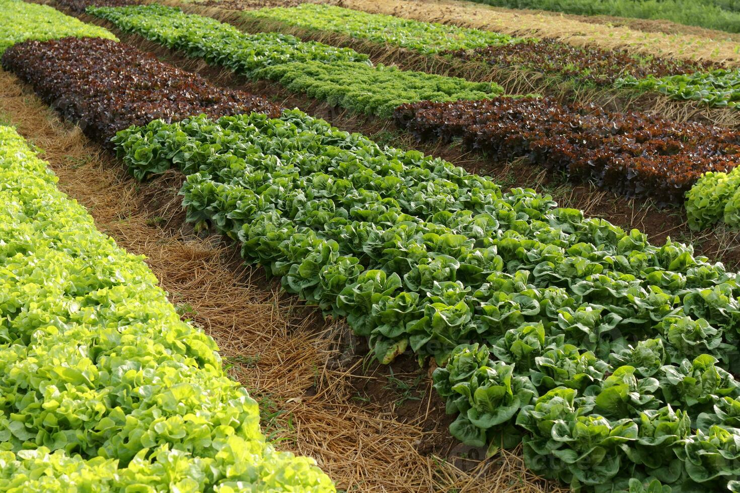 Organic and non-toxic vegetable growing on soil. Vegetable salad farm with beautiful colors, clean, fresh and safe. Organic farming concept. healthy food photo