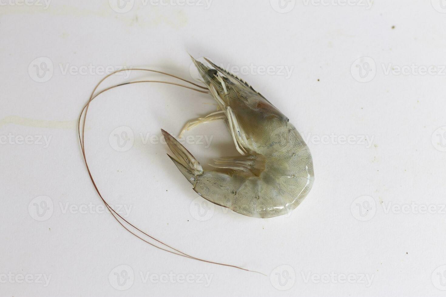 One shrimp on a white background, a culinary illustration. photo