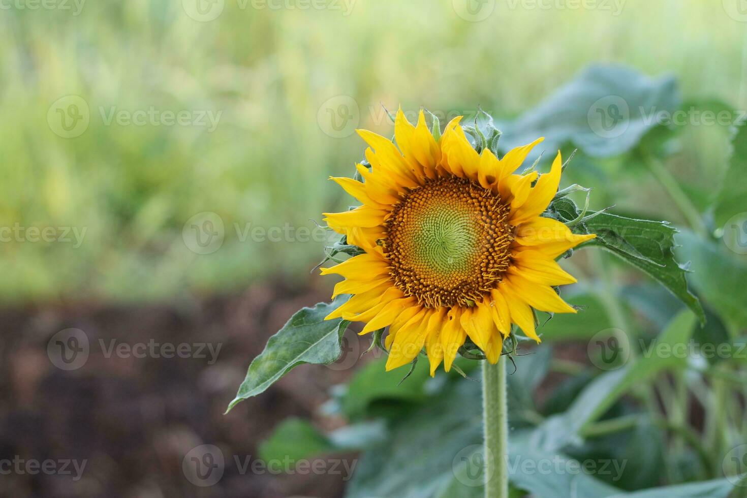 sunflowers blooming in the daytime Its yellow petals reveal brown pollen in the center. photo