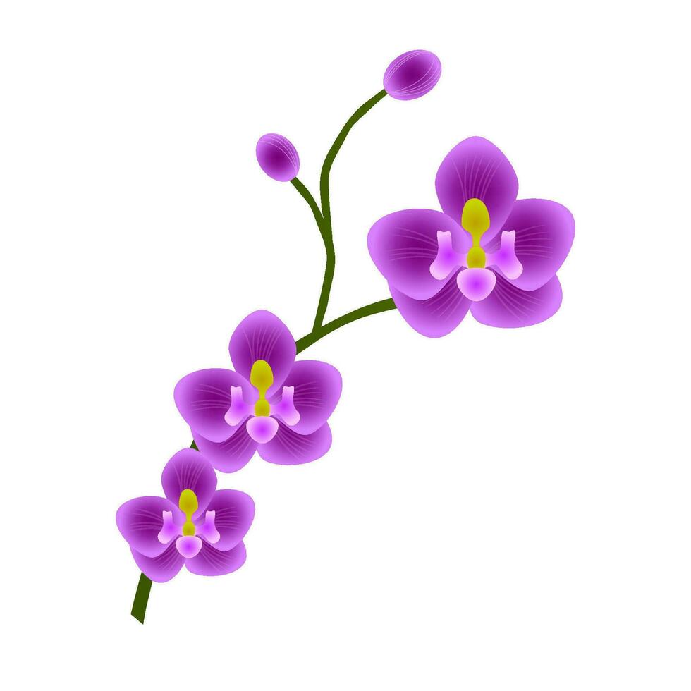 Purple Orchid Flower 25793332 Vector Art at Vecteezy