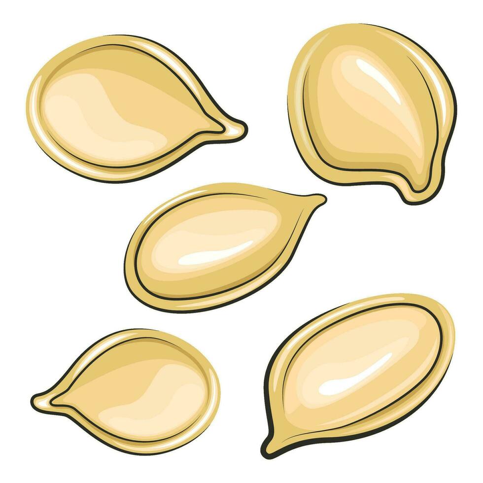 Pumpkins seeds isolated on white background vector