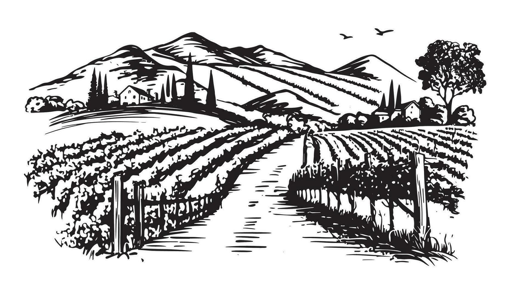 Wine plantations hand drawn, vector. vector