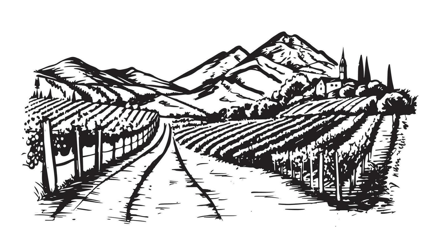 vino plantaciones mano dibujado, vector. vector