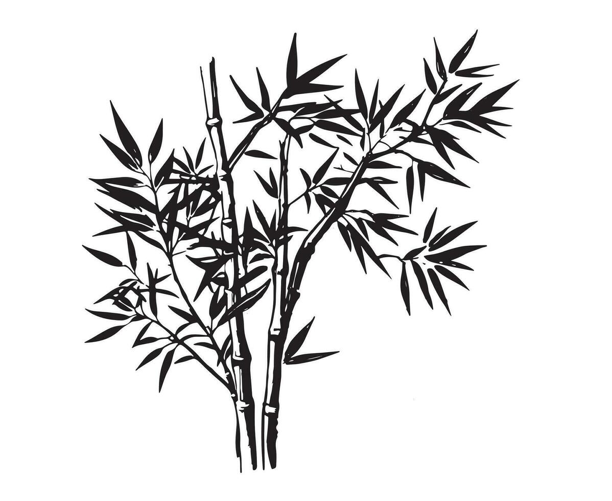 Bamboo tree, Hand drawn style. Vector. vector