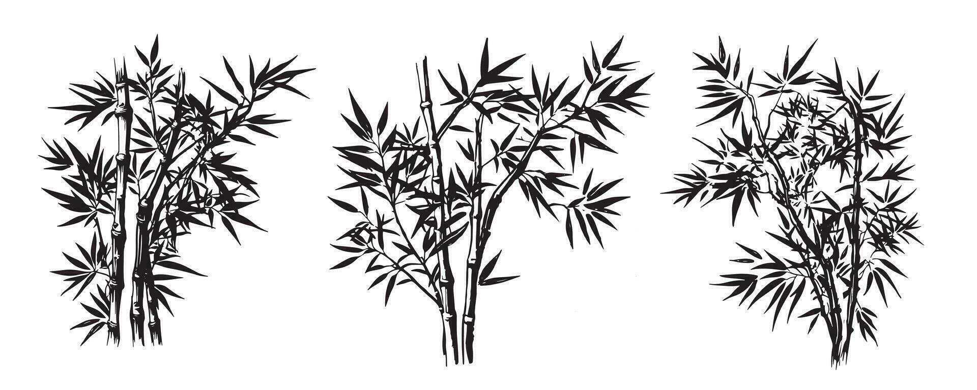 Bamboo tree, Hand drawn style. Vector. vector