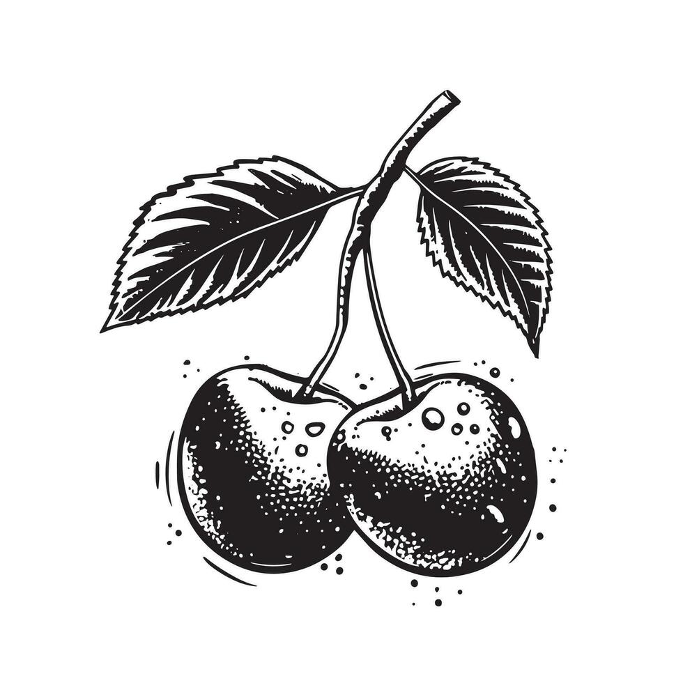Cherry line drawing black on white background vector