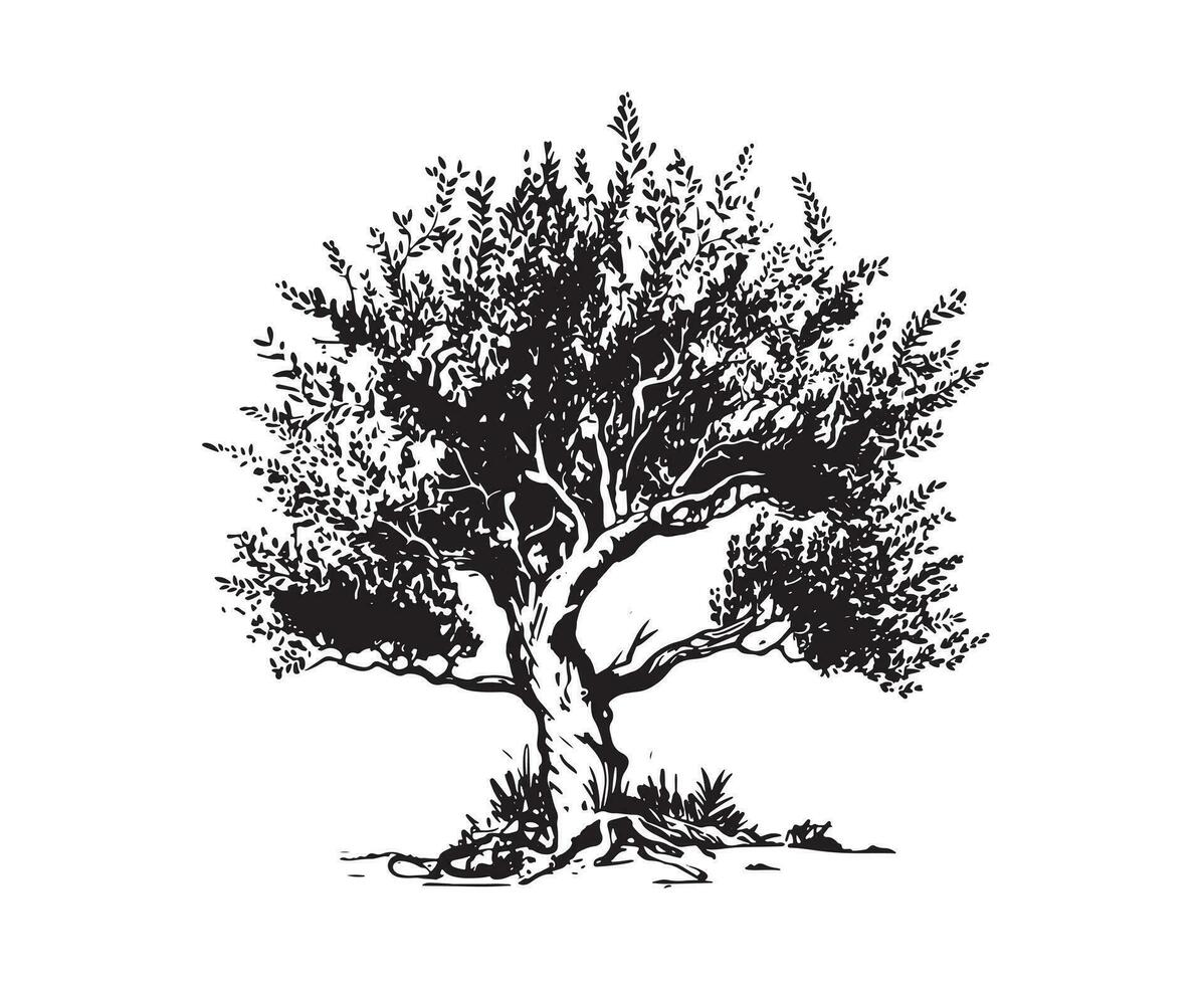 Olive tree hand drawn illustrations, sketch. Vector. vector