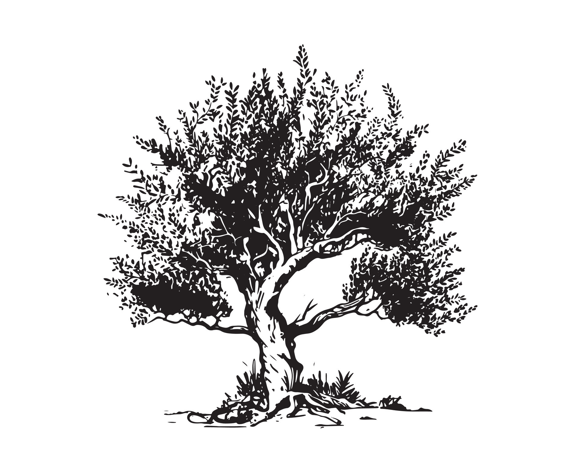 Pen and Ink Sketch of an Olive Tree  Drawing Amino