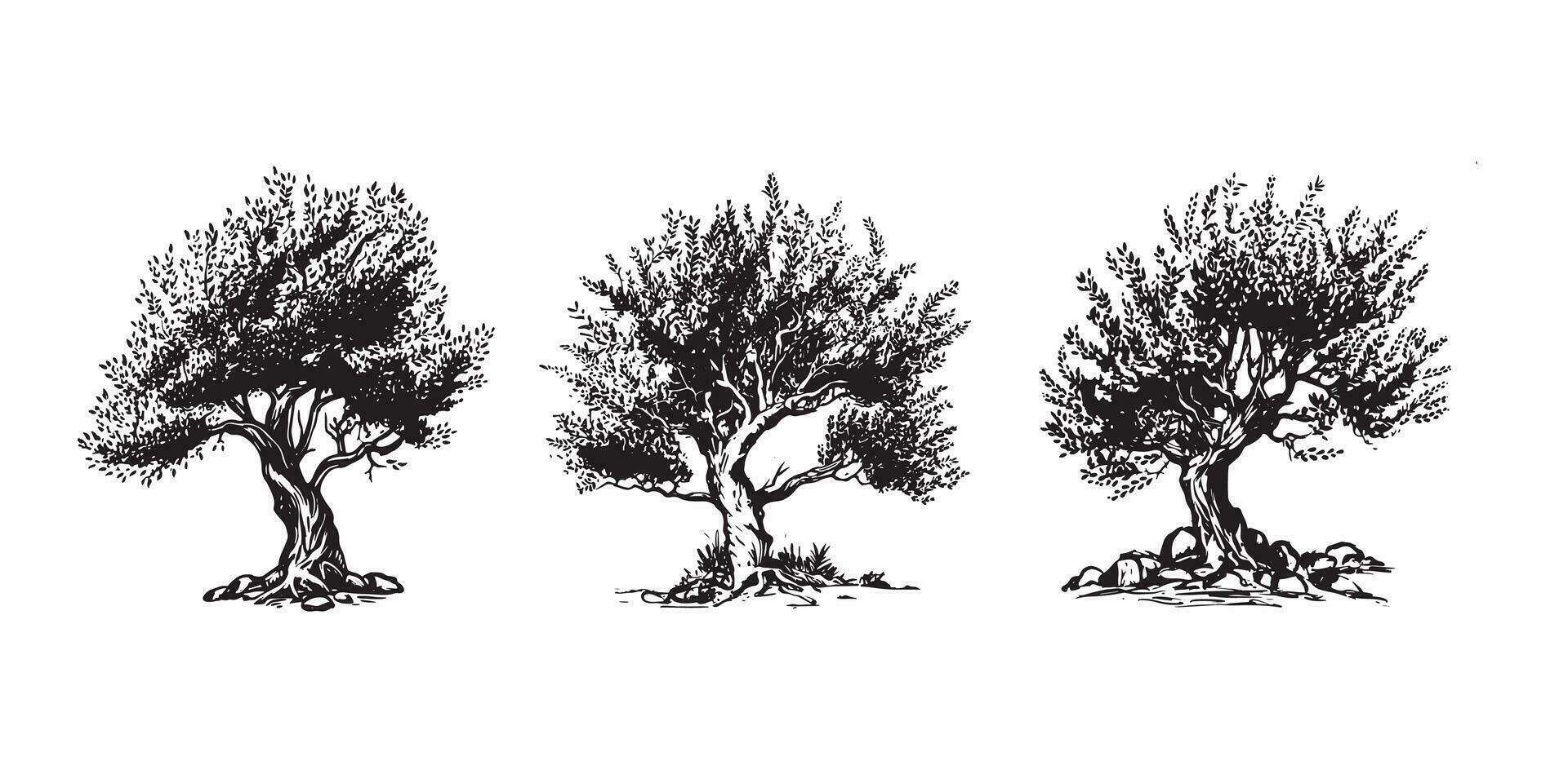 Olive tree hand drawn illustrations, sketch. Vector. vector