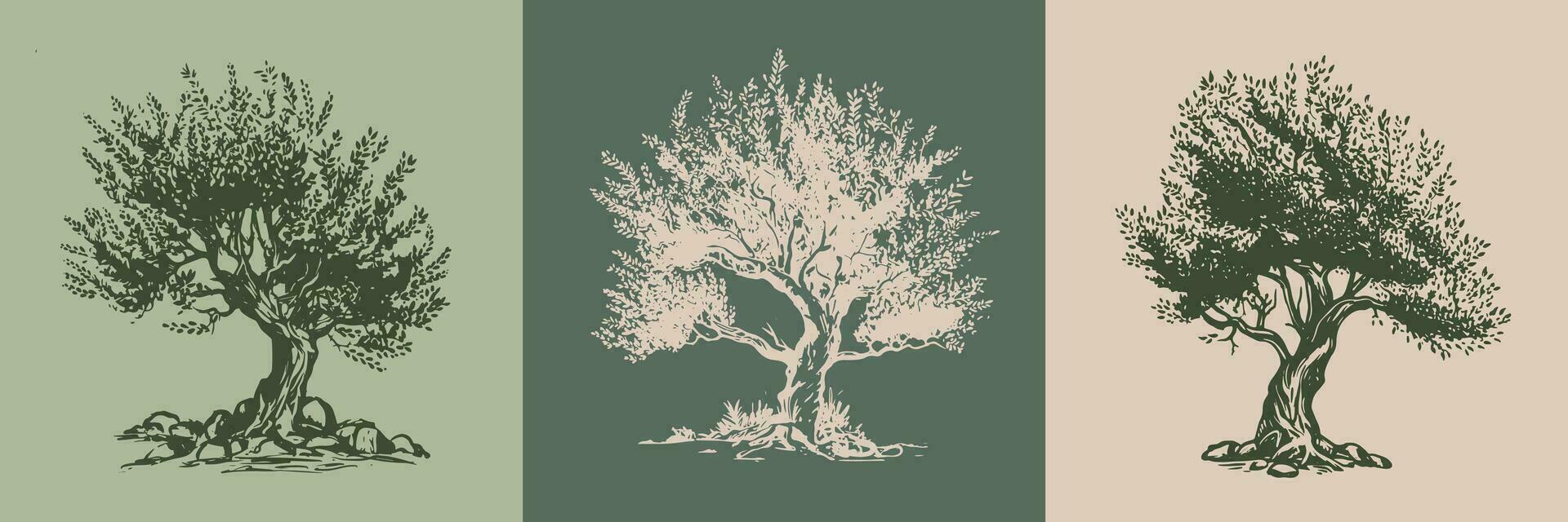 Olive tree hand drawn illustrations, sketch. Vector. vector