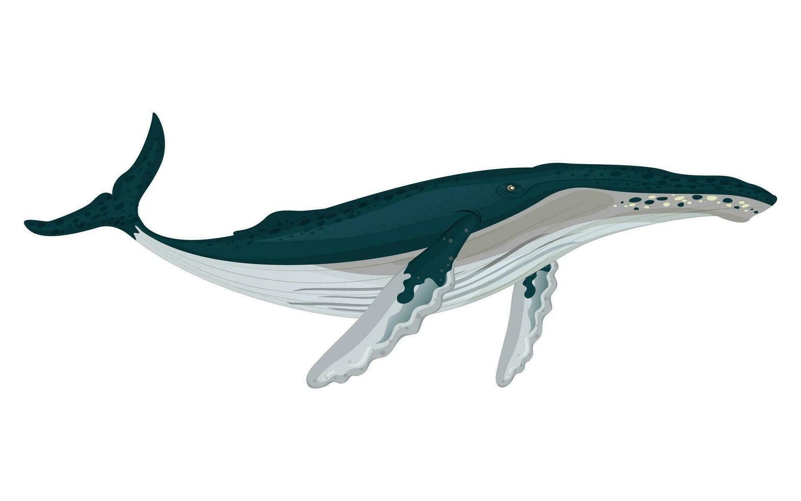 nadando ballena icono de colores dibujos animados bosquejo vector