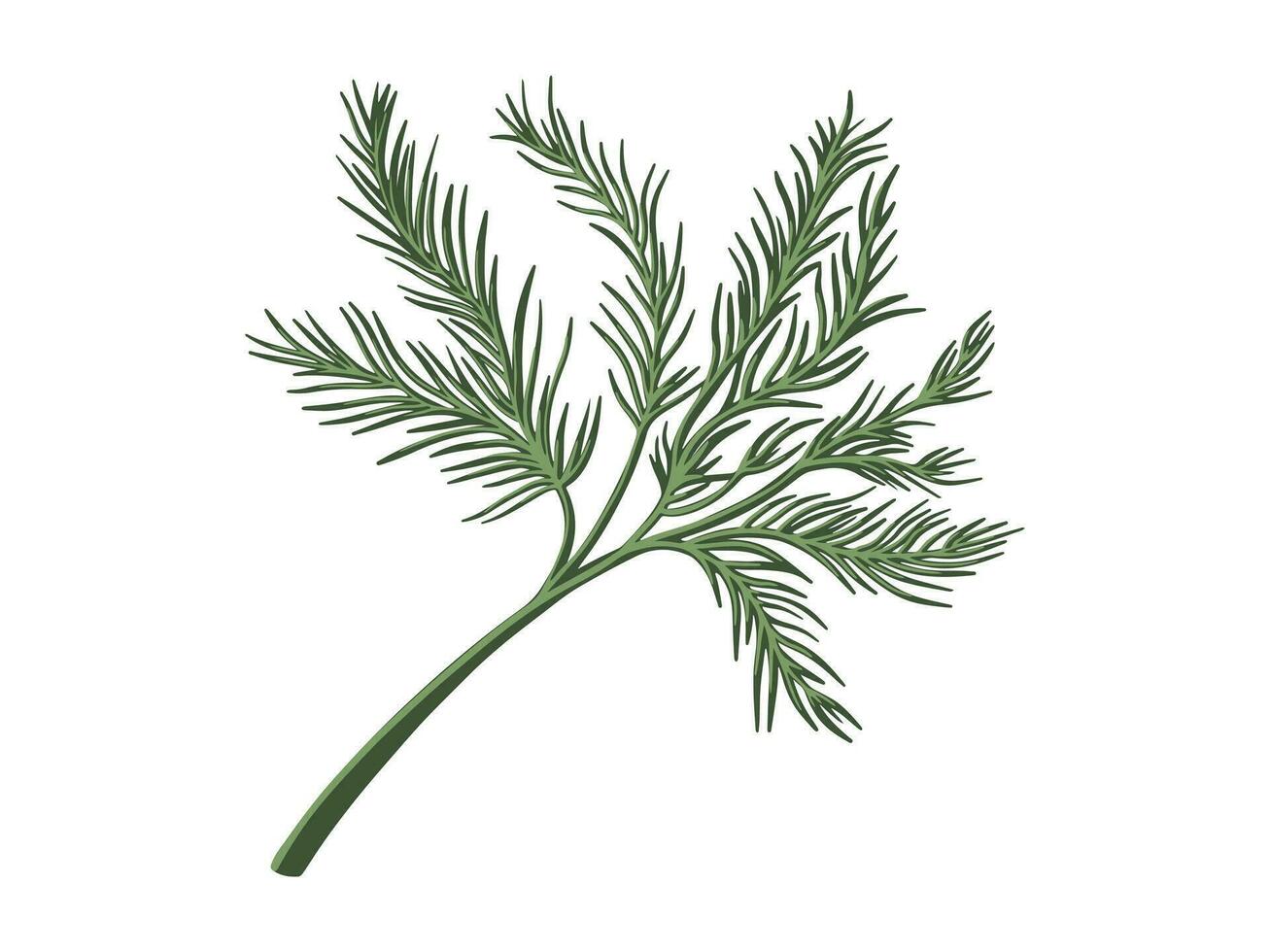 dill, fresh herbs, sprig of greens vector