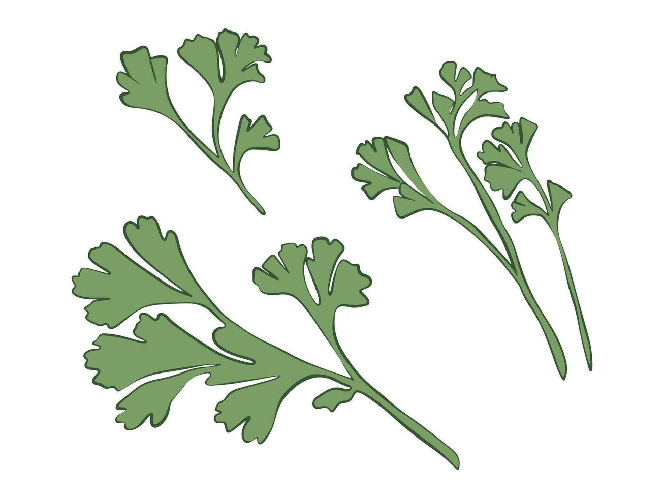 parsley, green sprigs of parsley vector