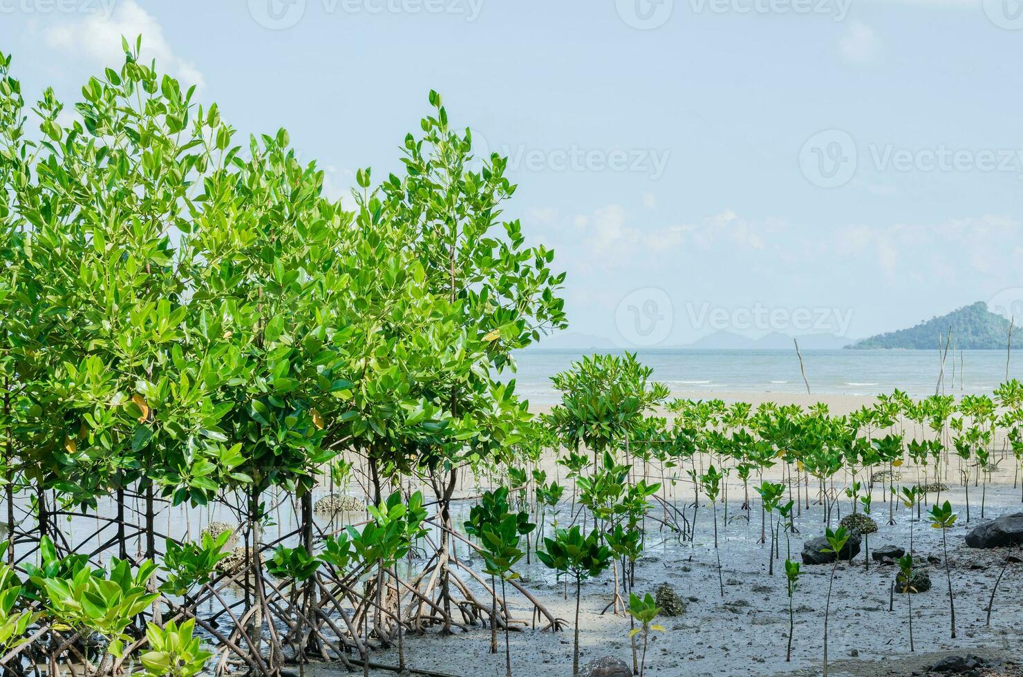 Mangrove Tree Plantation for Coastal Defence photo