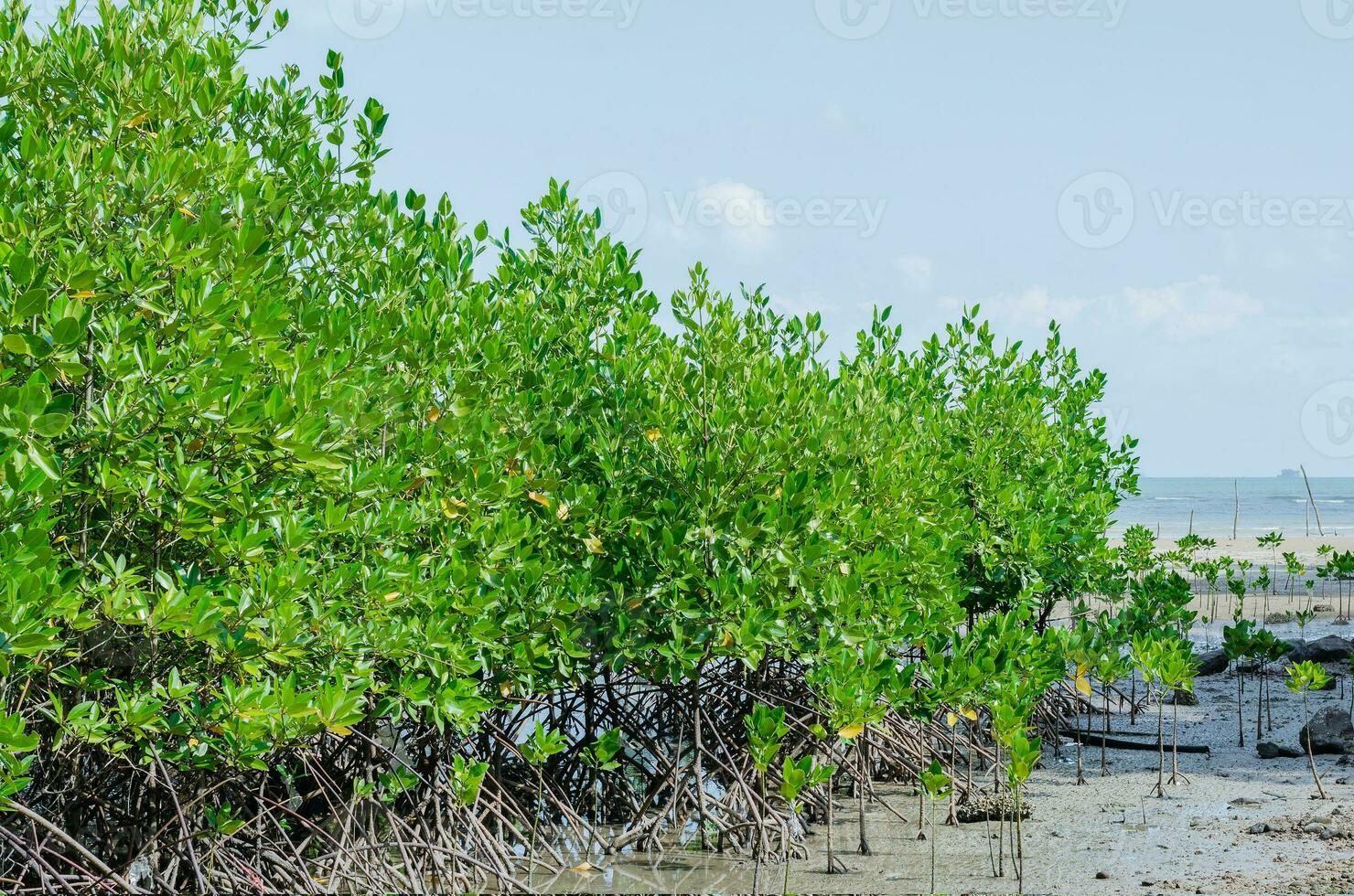 Mangrove Tree Plantation for Coastal Defence photo