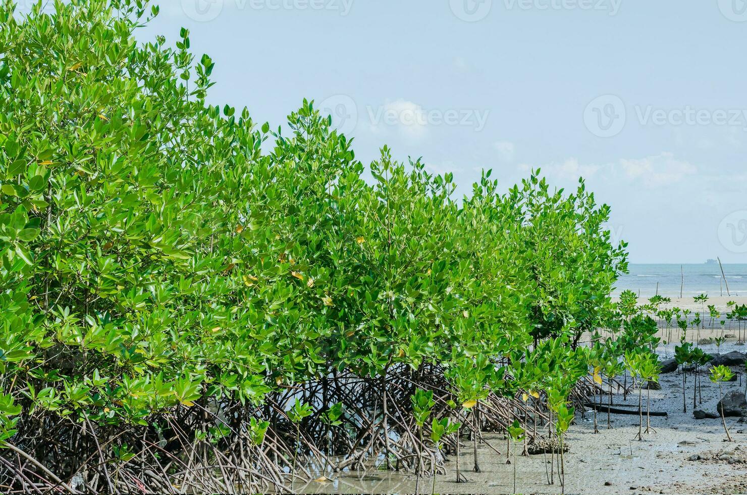 mangle árbol plantación para costero defensa foto