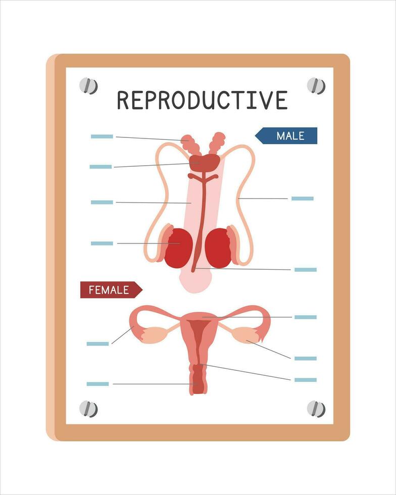 Human reproductive system poster clipart cartoon style, vector design. Use in hospital or clinic wall poster cartoon concept. Reproductive system diagram cartoon style. Hospital and clinic department