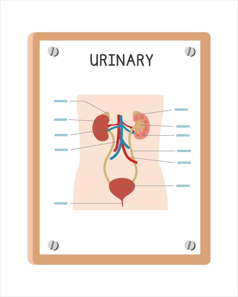 Human urinary system poster clipart cartoon style, vector design. Use in hospital or clinic wall poster cartoon concept. Urinary system diagram cartoon style. Hospital and clinic department concept