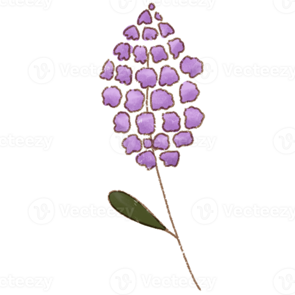 Flowers collection. herbs, herbaceous flowering plants, blooming flowers,Hand drawn detailed botanical illustration. png