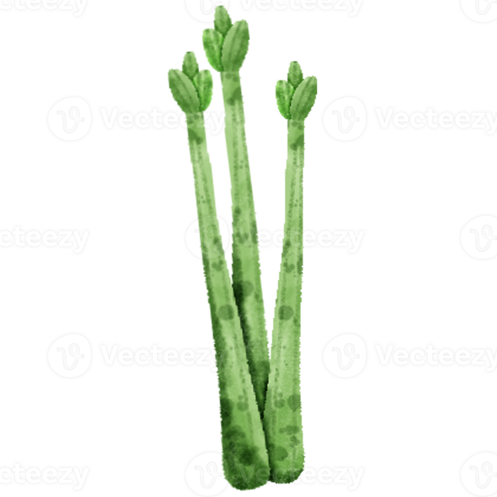 Set of different hand drawn vegetables watercolor style, Vegetables on branch, whole, half and slices. png