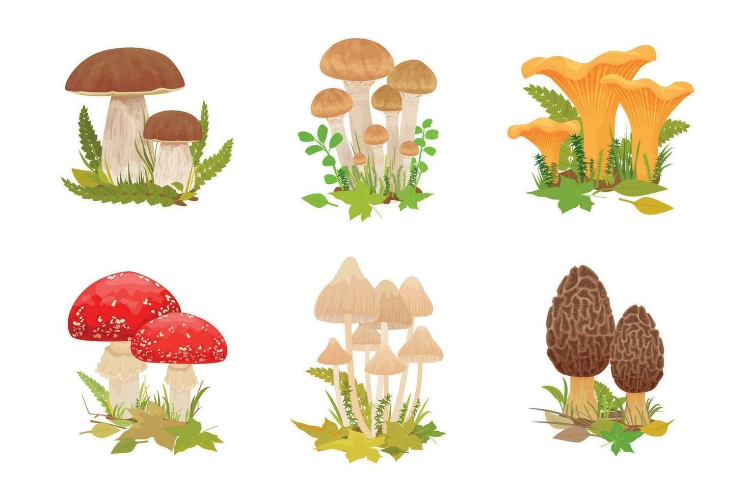 Forest Mushrooms Compositions Set vector
