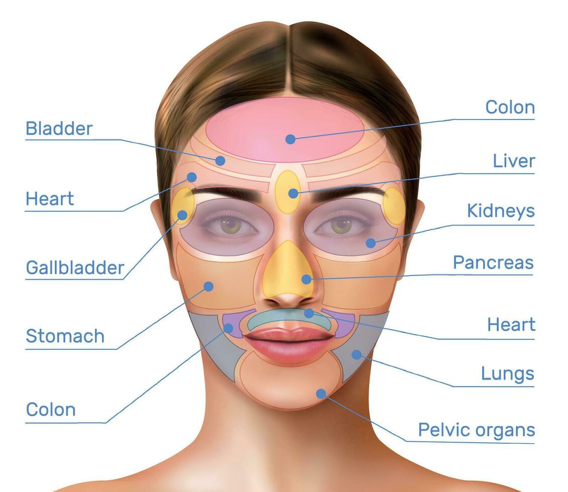 Face Mapping Infographics vector