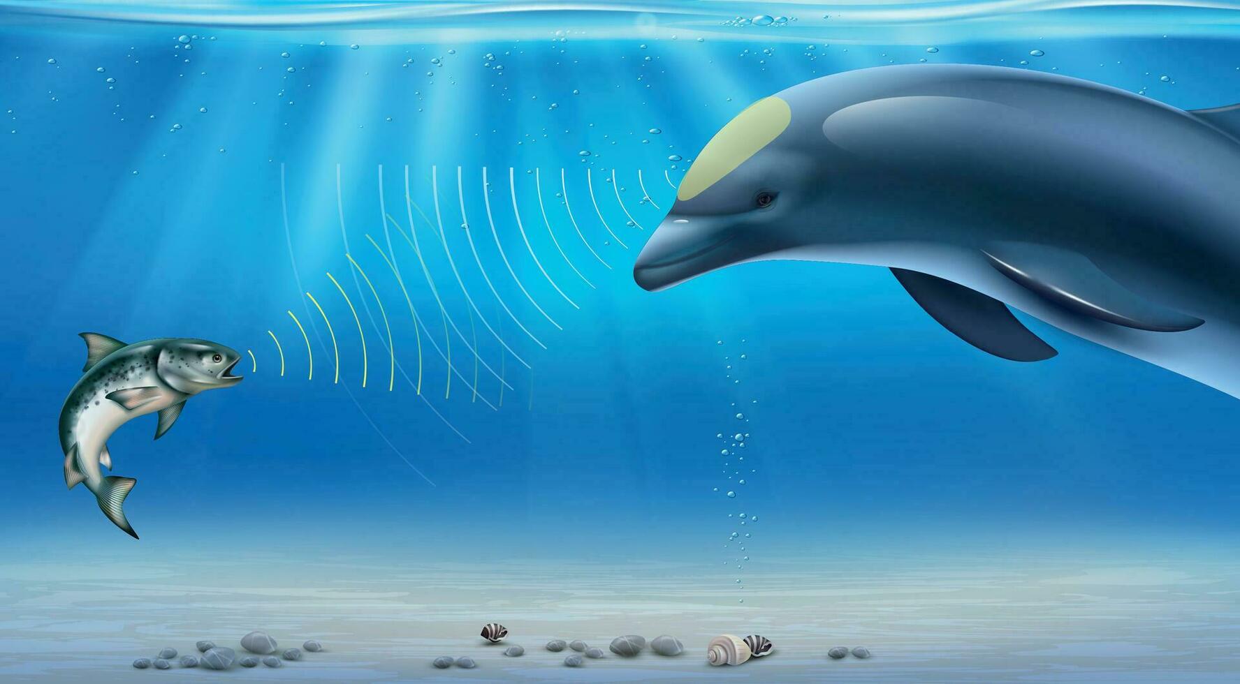 Dolphin Echolocation Infographics vector