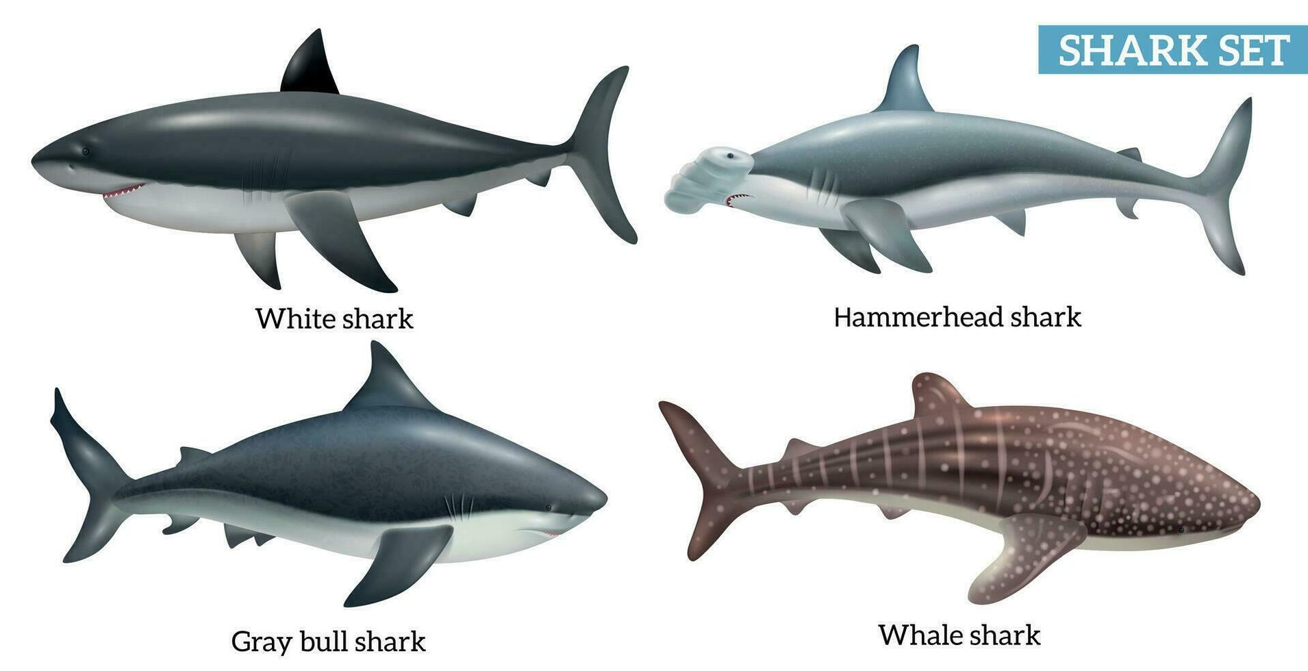 Realistic Shark Set vector