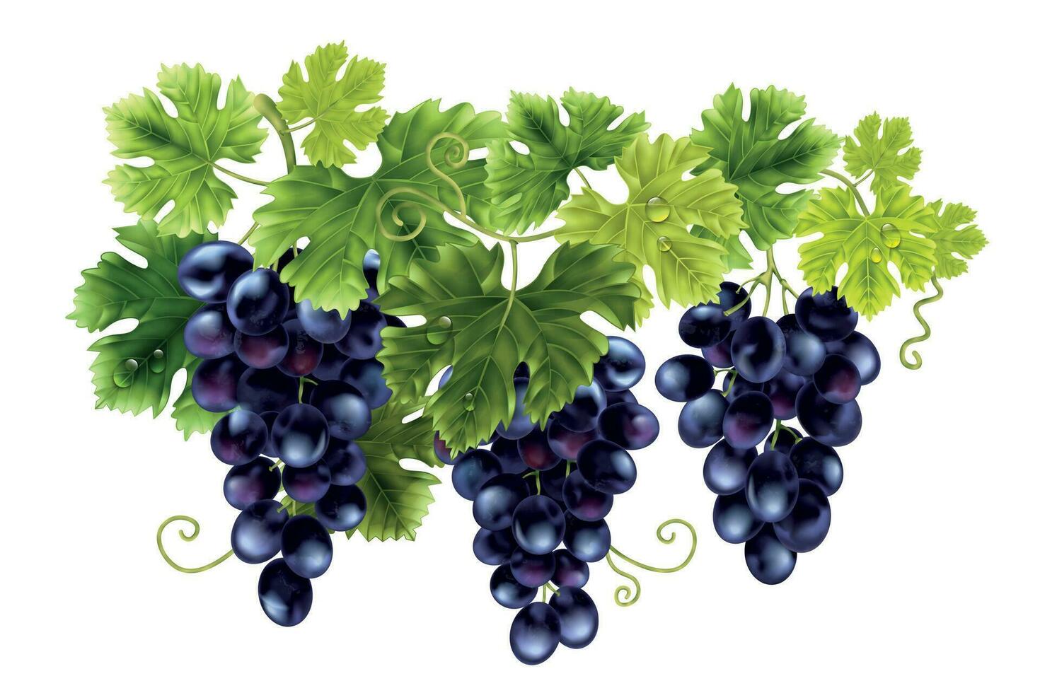 Realistic Grape Clusters Composition vector