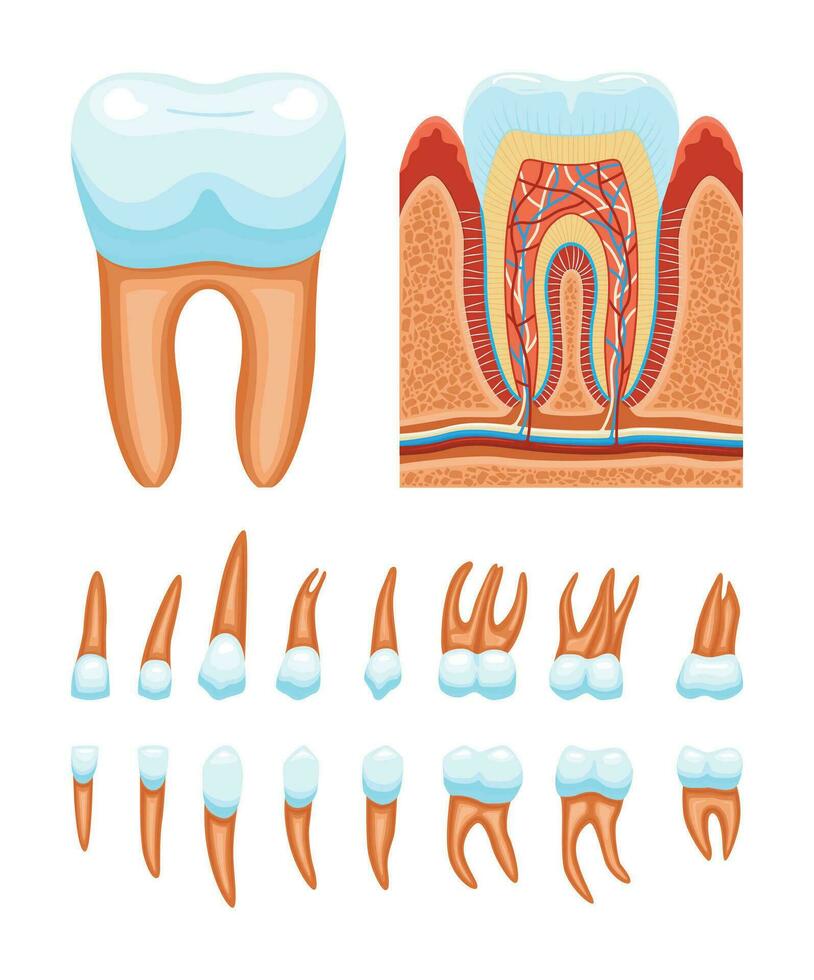 dientes anatomía icono conjunto vector