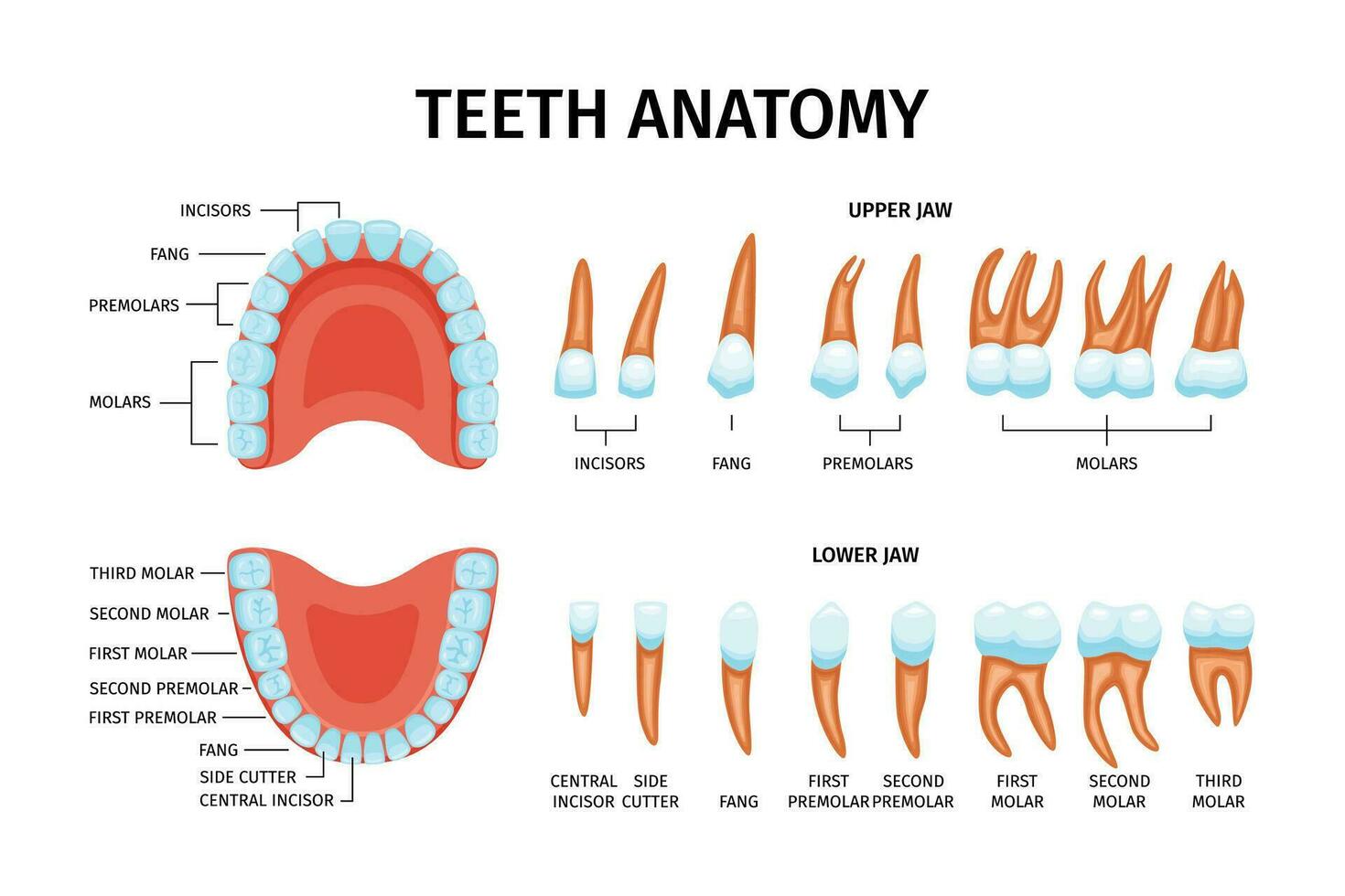 dientes anatomía gráfico conjunto vector