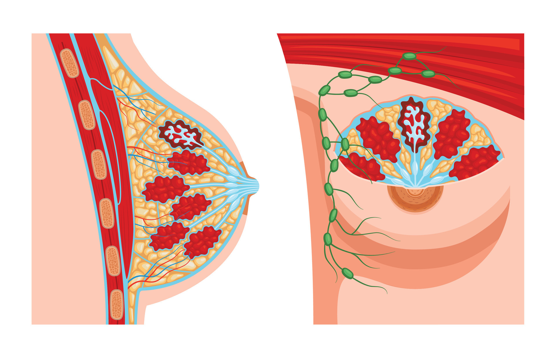 Female Breast Anatomy Set 25803500 Vector Art at Vecteezy